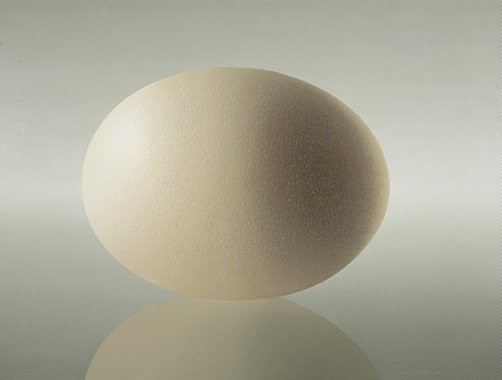 Ostrich Egg I by Olav Cleofas van Overbeek