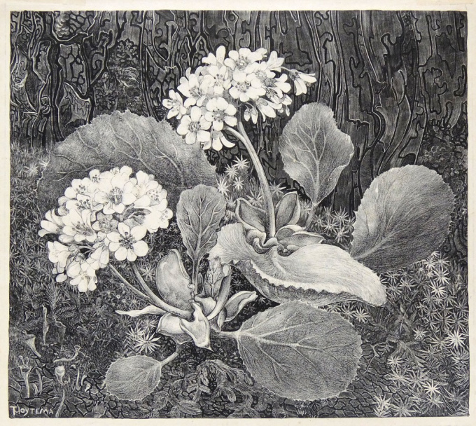 Primula in the moss by Theo van Hoytema