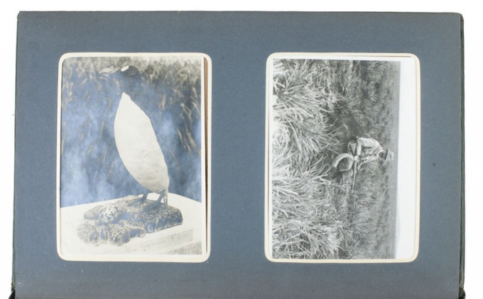 Photographic platinum prints of falcons, owls, eagles, vultures and more from Tunisia and elsewhere by Various artists