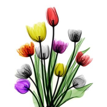 Bouquet of Eleven Tulips  by Arie van 't Riet