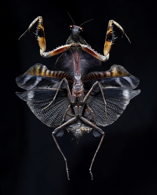 Bug V by Edo Kars