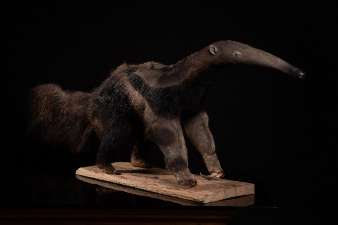 1981 Giant Anteater (Myrmecophaga tridactyla) mounted by Mr.Monin taxidermist Zoo des Bruniaux, Cites II/B: documentation of origin available. by Artiste Inconnu