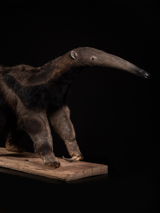 1981 Giant Anteater (Myrmecophaga tridactyla) mounted by Mr.Monin taxidermist Zoo des Bruniaux, Cites II/B: documentation of origin available. by Unknown artist
