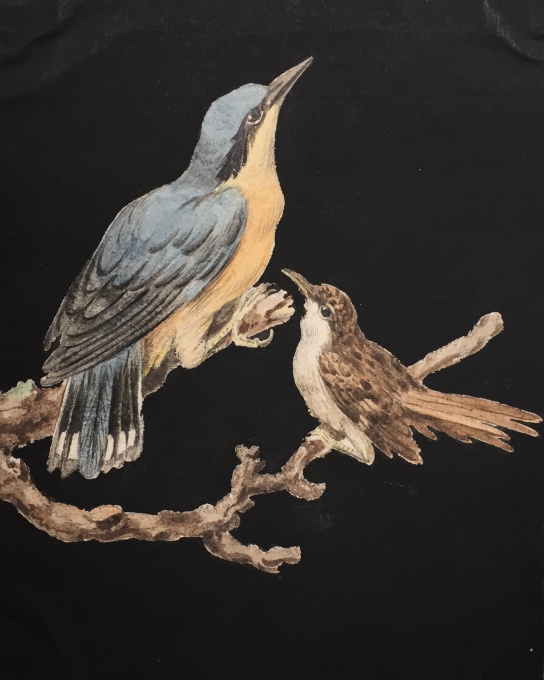 Eight drawings of birds by Artista Desconocido