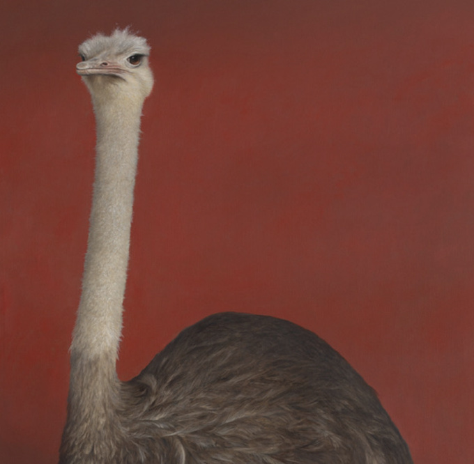 Struisvogel voor rode wand by Bart Koning
