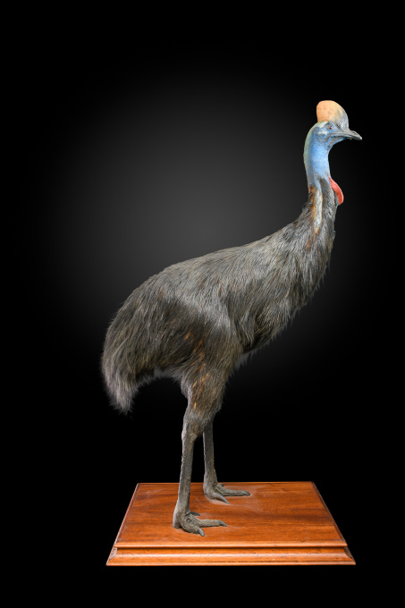 RARE TAXIDERMY OF AN ADULT SOUTHERN CASSOWARY-CASUARIUS CASUARIUS by Unknown artist