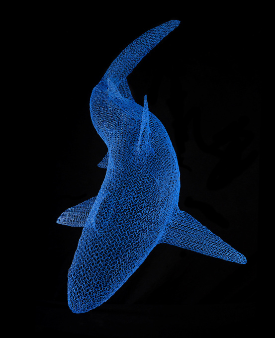 Shark by Eka Acosta