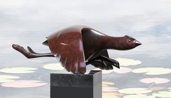 Opvliegende meerkoet - In Stock by Evert den Hartog