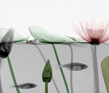 Roach Water Lily  by Arie van 't Riet