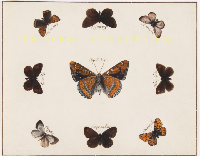 vlindertekeningen  by Robert Benard