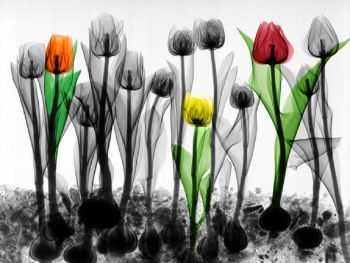 Field of Tulips by Arie van 't Riet