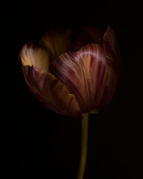 Tulipa Absalon by Ron van Dongen