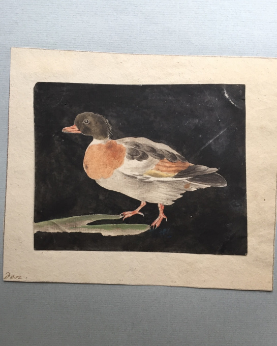 Eight drawings of birds by Unknown Artist