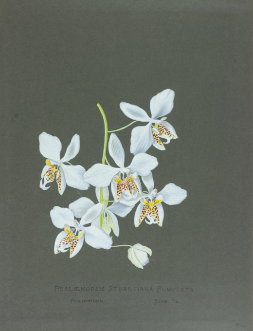 Set of 67 stunning colour orchid drawings from Petschkau (Pecky) castle in Bohemia by Caroline Maschek