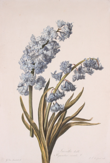 Dutch hyacinth  by Gerard van Spaendonck