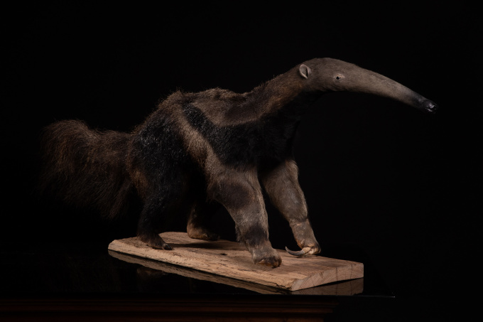 1981 Giant Anteater (Myrmecophaga tridactyla) mounted by Mr.Monin taxidermist Zoo des Bruniaux, Cites II/B: documentation of origin available. by Onbekende Kunstenaar