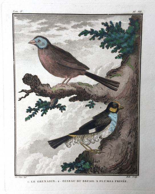 L'histoire naturelle des oiseaux: 20 engravings depicting birds by Georges-Louis Leclerc, Comte de Buffon