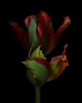 Tulipa Pimpernel by Ron van Dongen