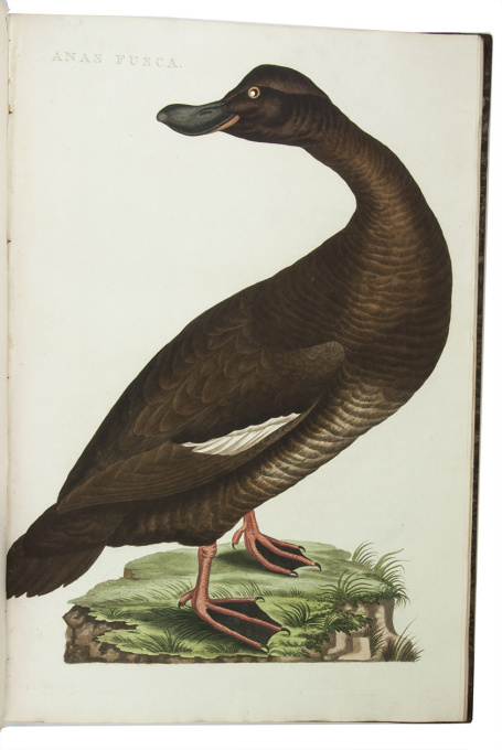 Famous work on birds in the Netherlands, with 250 hand-coloured plates by Cornelis Nozeman