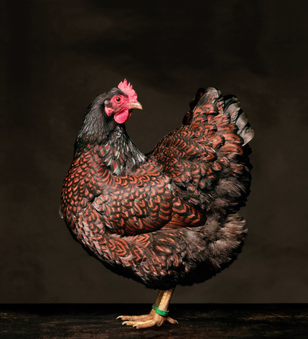 Barnevelder, Hen 1 by Artista Sconosciuto