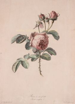 Rose  by Gerard van Spaendonck